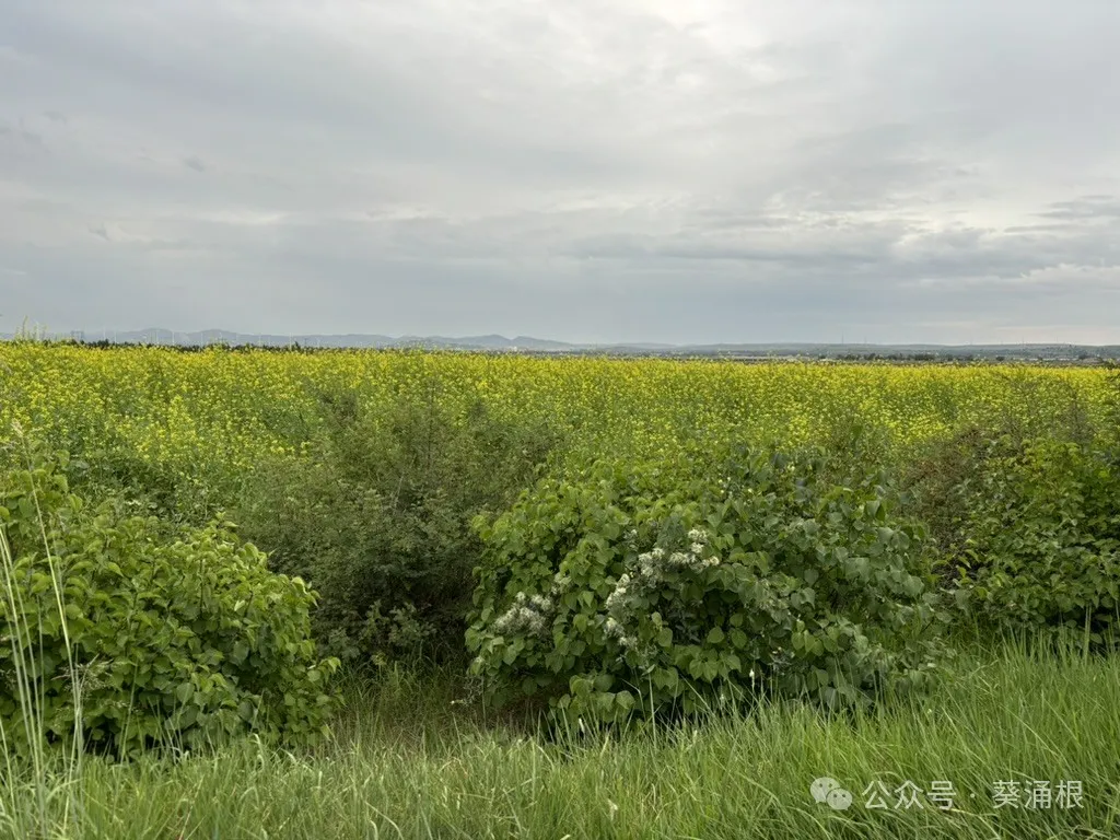 Rapeseed flowers on the grassland